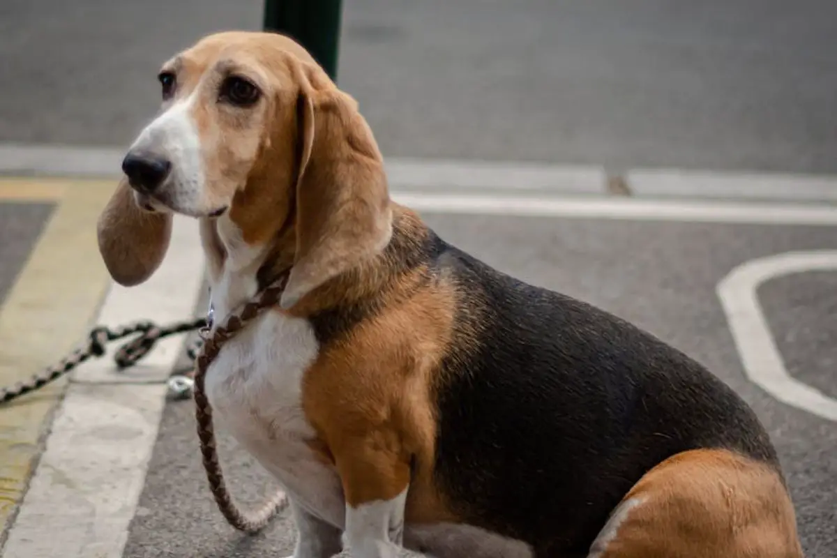 Brauner Hund mit Schlappohren
