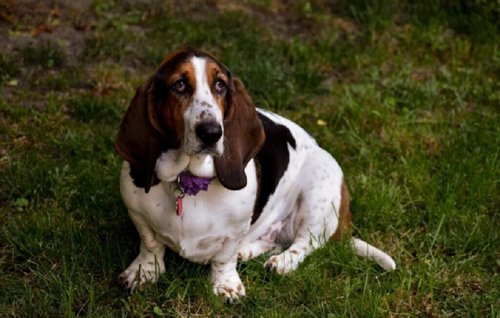 schwarzbrauner und weißer Hund
