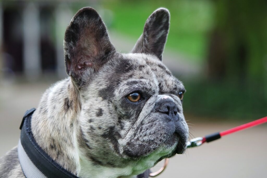 Bulldogge mit Flecken