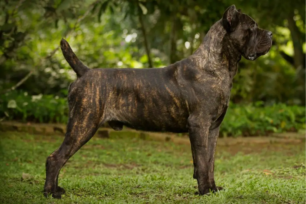 Kann ein Cane Corso einen Löwen töten?