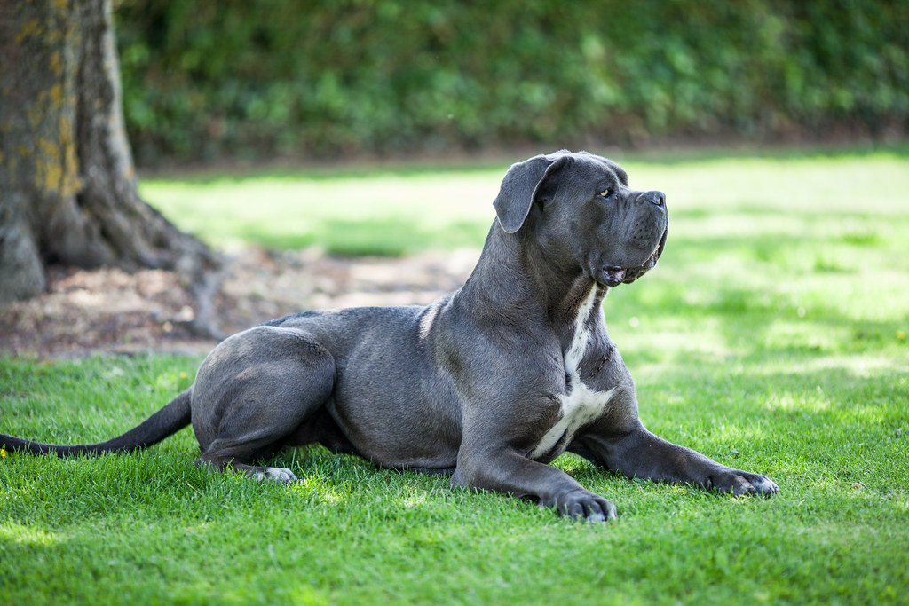 ist ein Cane Corso, ein Mastiff