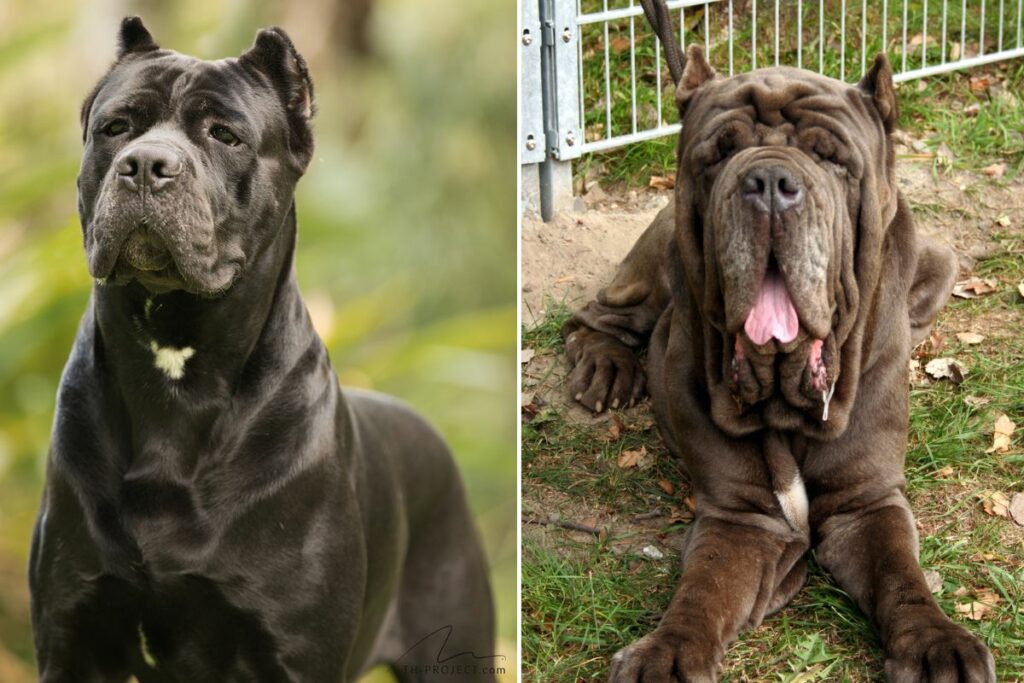 neapolitanische Dogge Cane Corso