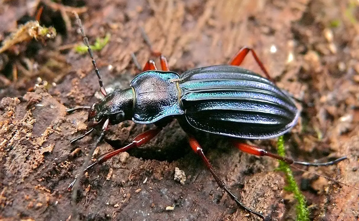 Laufkäfer, wirklich nützliche Insekten im Garten!