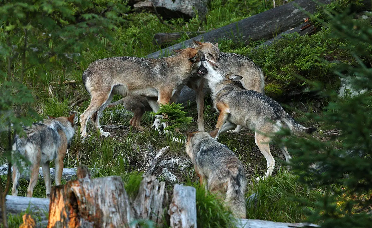 Techniken der Wolfsjagd: Wie jagen Wölfe?