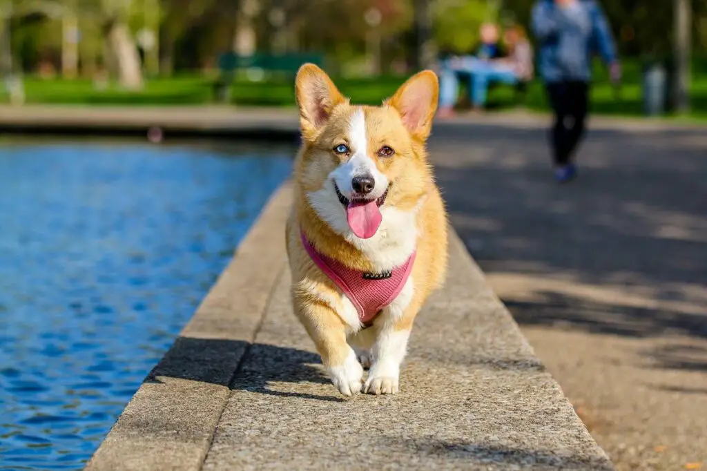 günstigster Hund