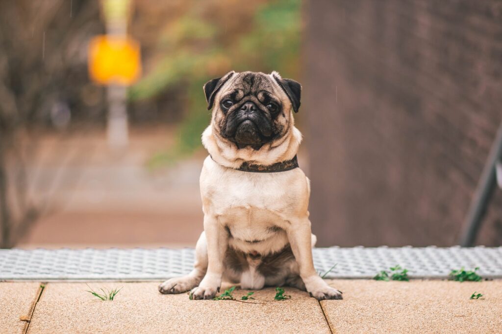 Günstigster Hund der Welt