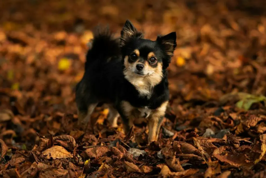 gesündester kleiner Hund
