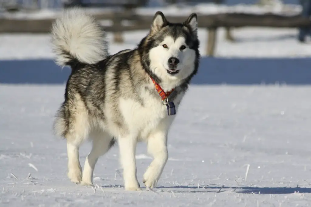 Hunderasse, die dem Wolf am nächsten kommt
