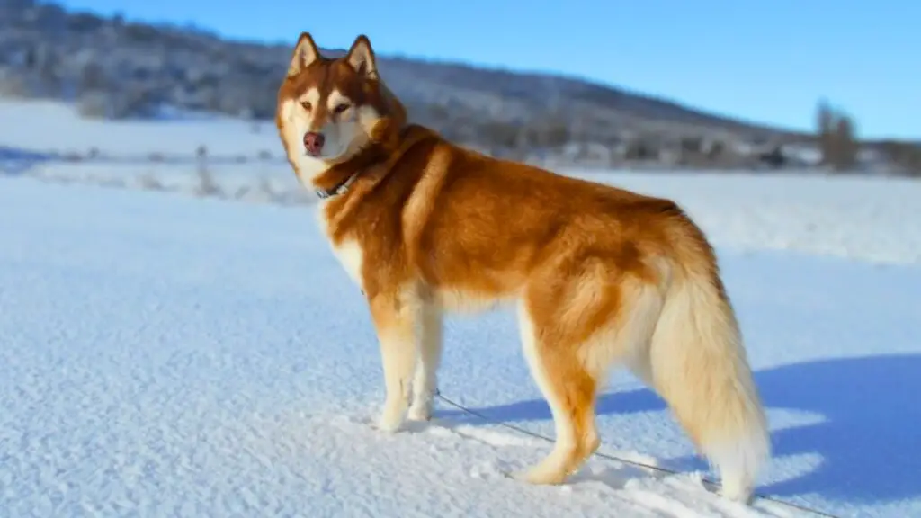 Der dem Wolf am nächsten stehende Hund