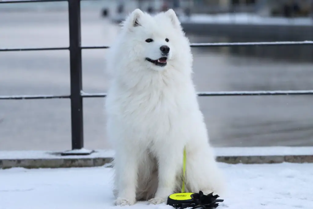 Die den Wölfen am nächsten stehenden Hunde
