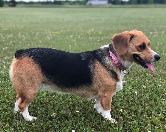 Corgi- und Beagle-Mischung