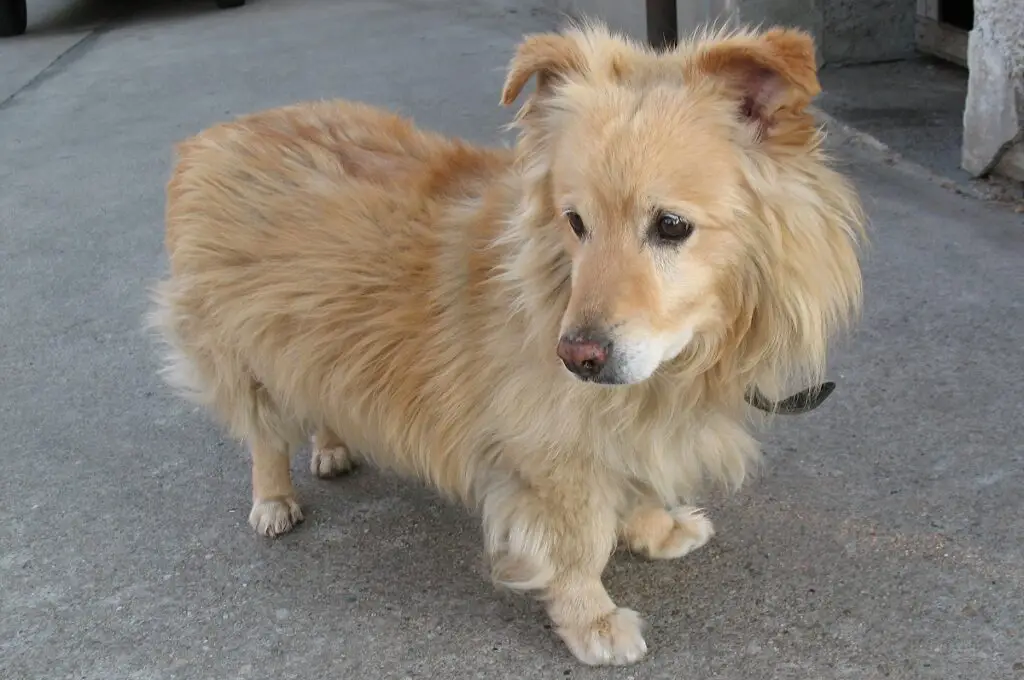 Corgi-Golden-Retriever-Mix
