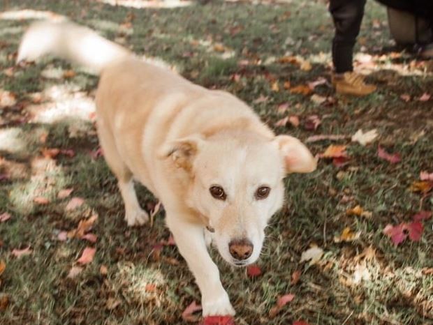 Corgi Retriever Mix zu verkaufen