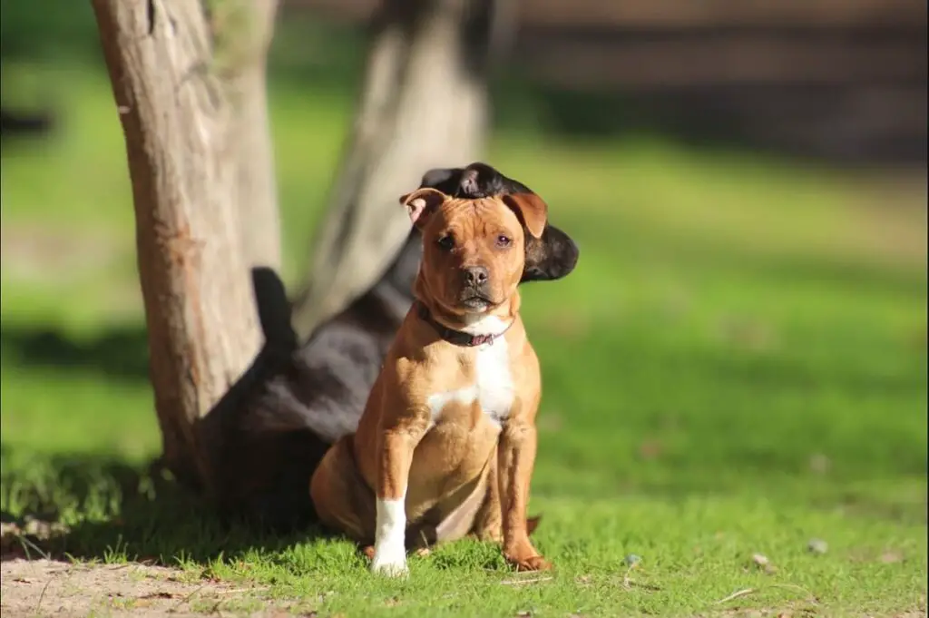 süße Wachhunde
