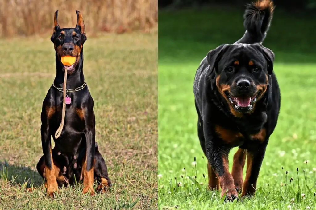 Unterschied zwischen Dobermann und Rottweiler
