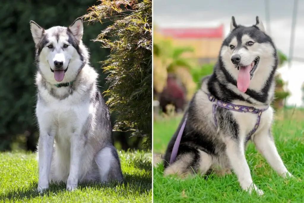 Unterschied zwischen Malamute und Husky