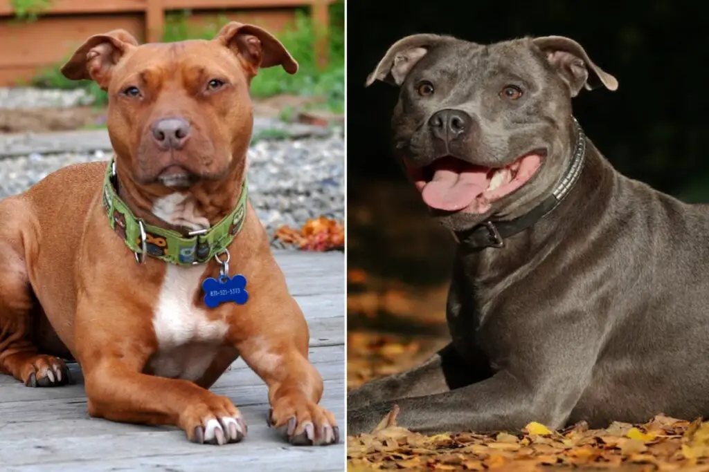 Unterschied zwischen Pitbull und Staffordshire Terrier