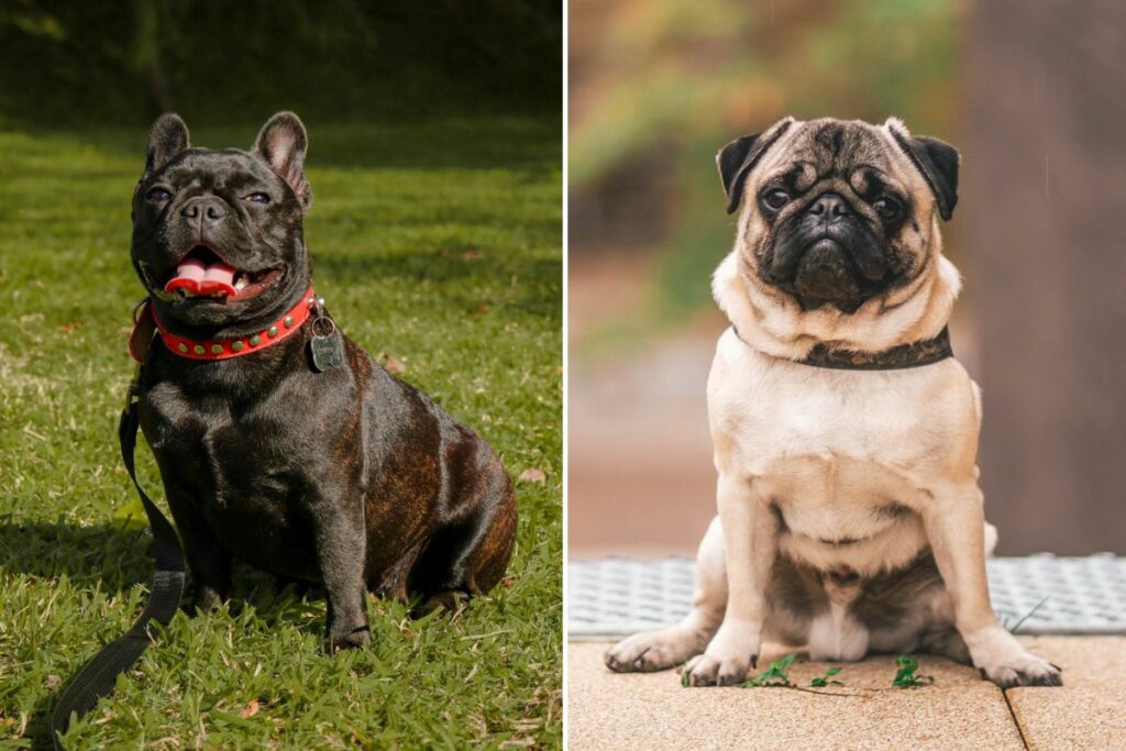 Unterschied zwischen Möpsen und französischen Bulldoggen