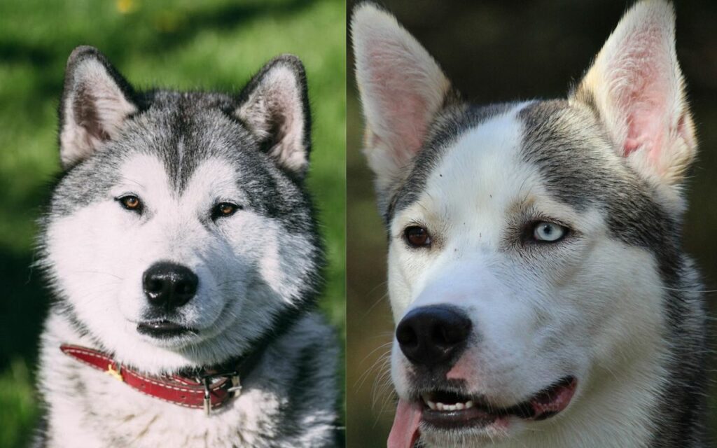 Unterschied zwischen Siberian Husky und Alaskan Husky