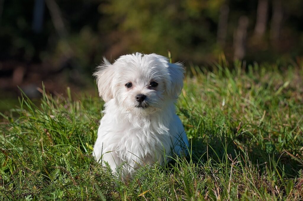 kleiner Hund
