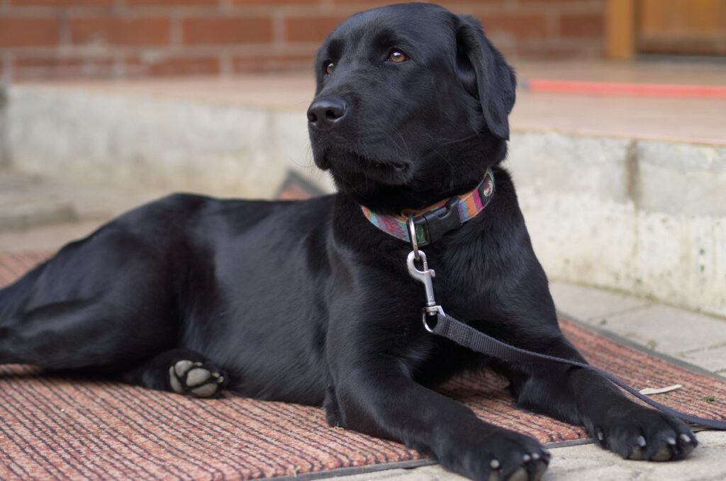 Haben Hunde Schwimmhäute an den Füßen?
