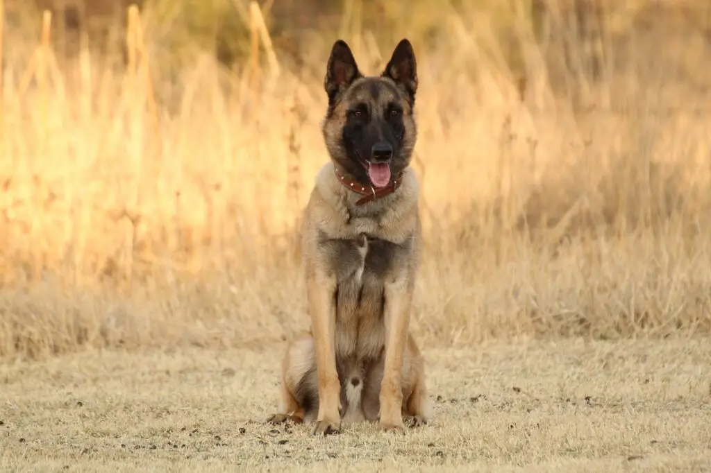 Greifen Berglöwen Hunde an?