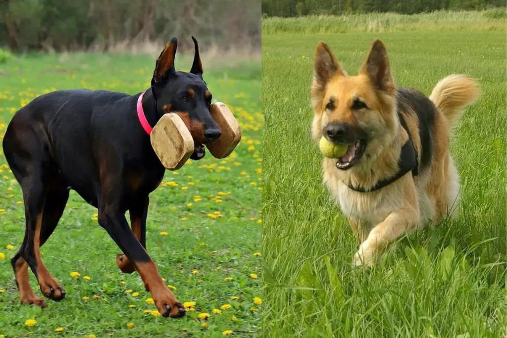 Dobermann-Schäferhund