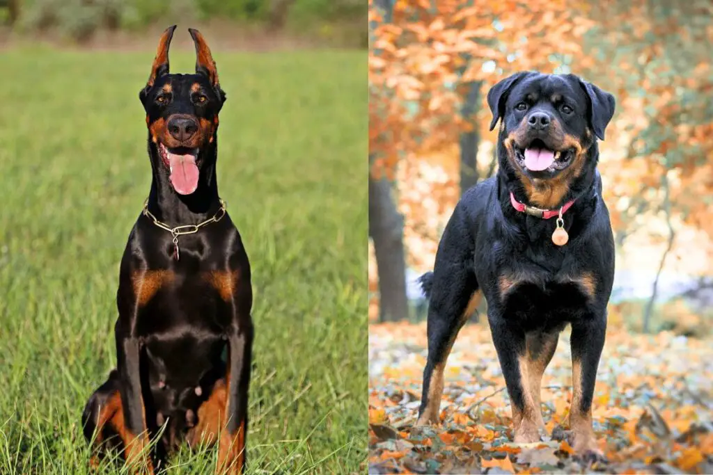 Dobermann gegen Rottweiler
