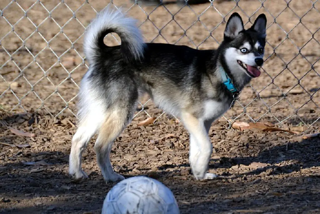 Welcher Hund sieht aus wie ein Fuchs?
