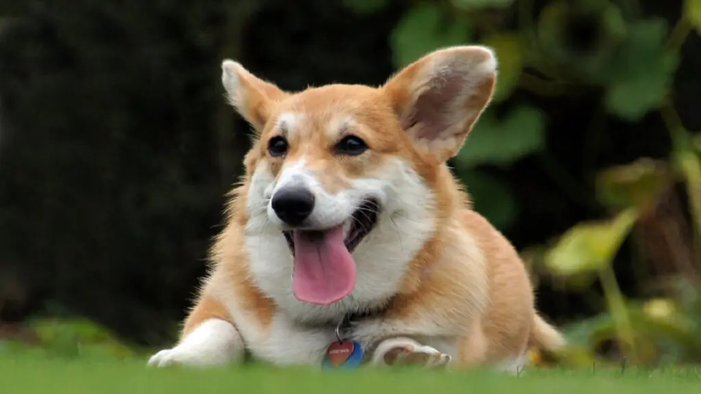 dog breeds that look like foxes