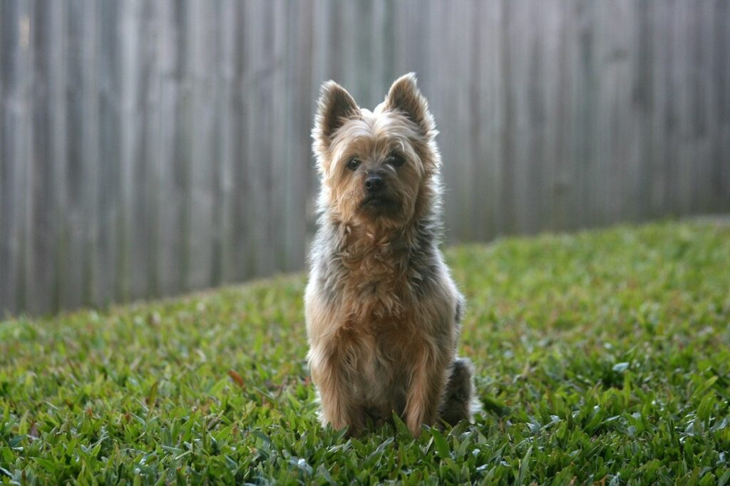 Arten kleiner Hunde
