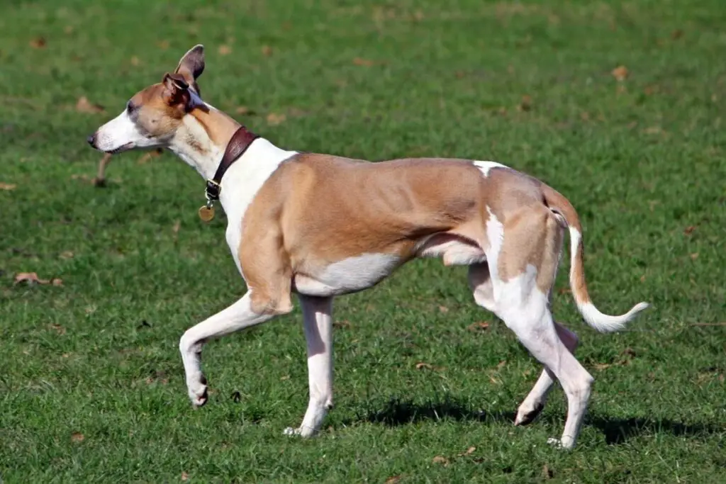 Hund wie Windhund