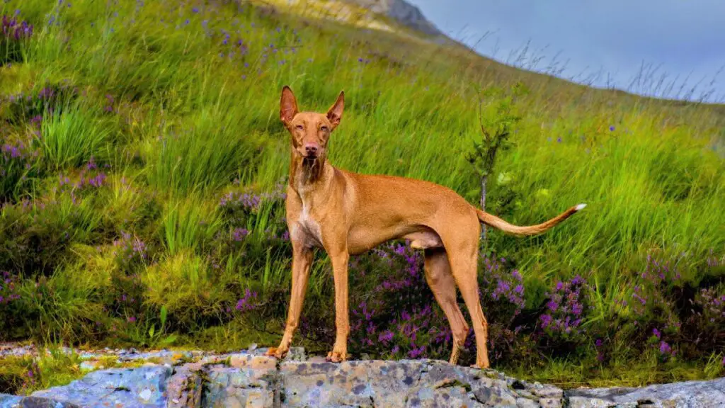 Hund mit Fledermausohren