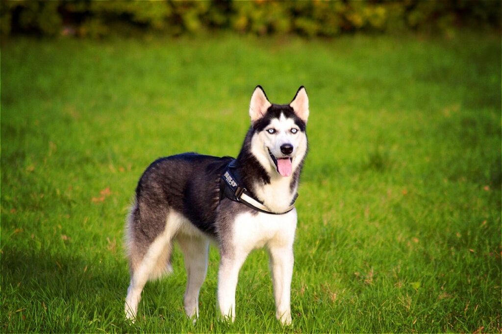 Hund mit großen Ohren