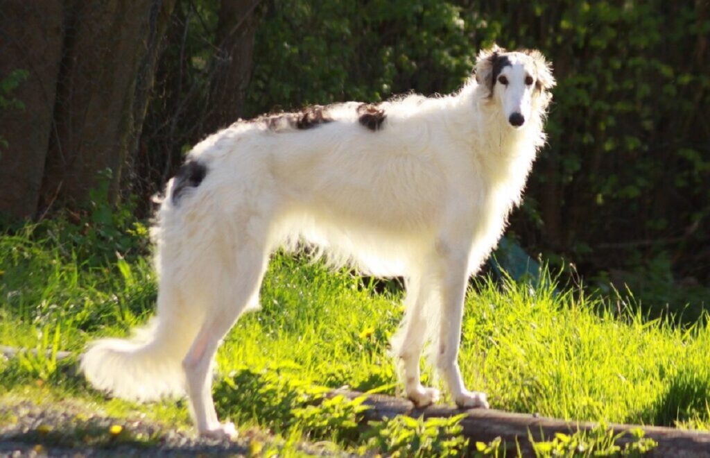 Hund mit großer Schnauze