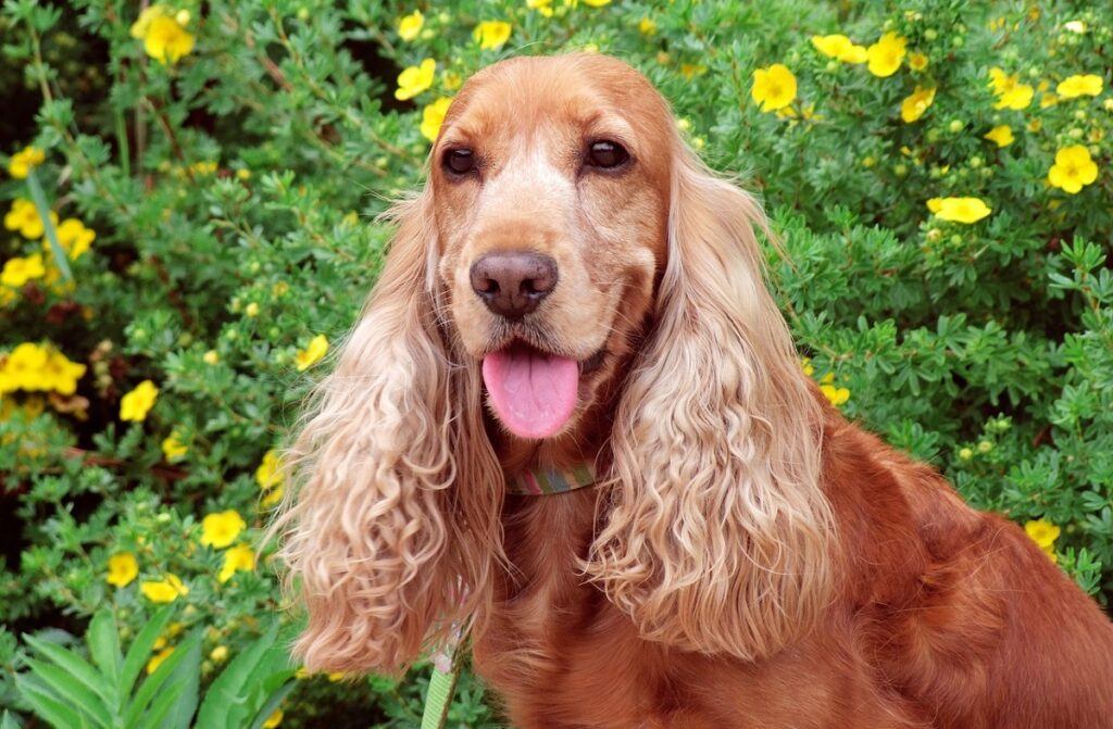 Hund mit langen Ohrenhaaren
