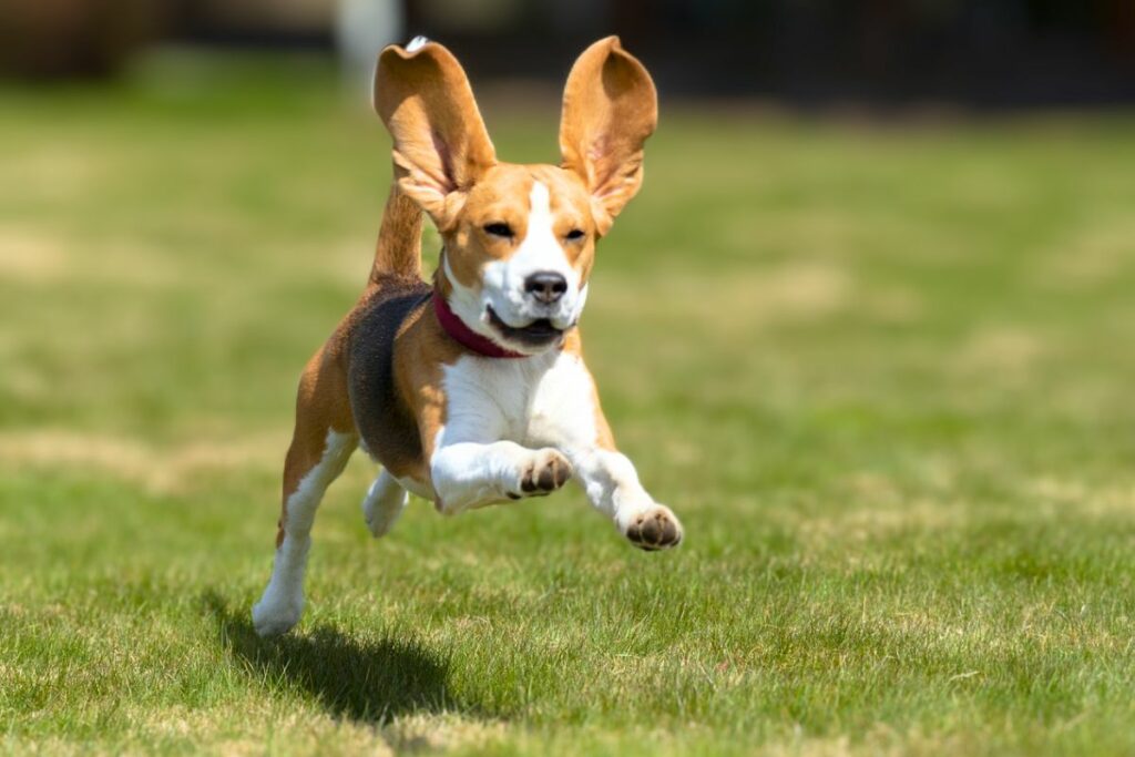 Hund mit langen Ohren
