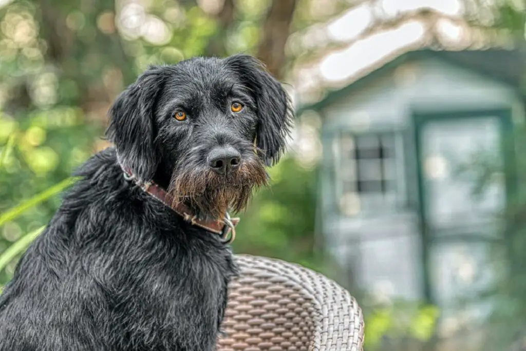 Hund mit Schnurrbart
