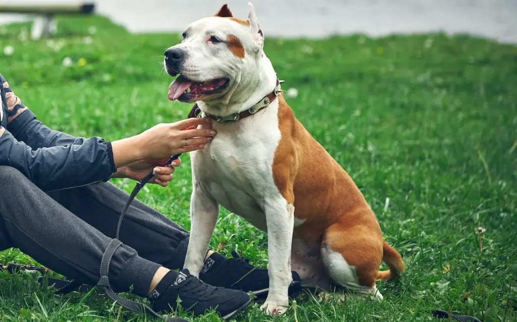 Die besten Hunde für allein lebende Frauen
