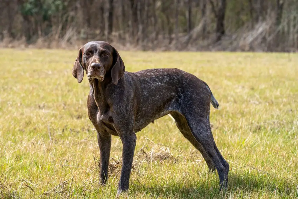 Hunde bei heißem Wetter