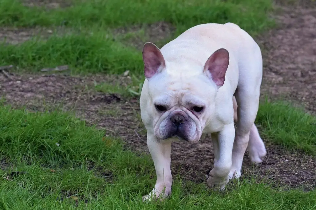 Hunde mögen französische Bulldoggen