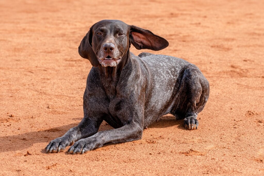 Hunde wie Deutsch Kurzhaar