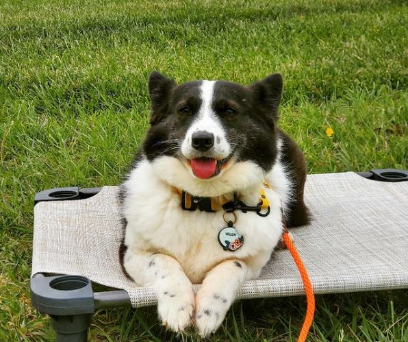 Hunde gemischt mit Corgis
