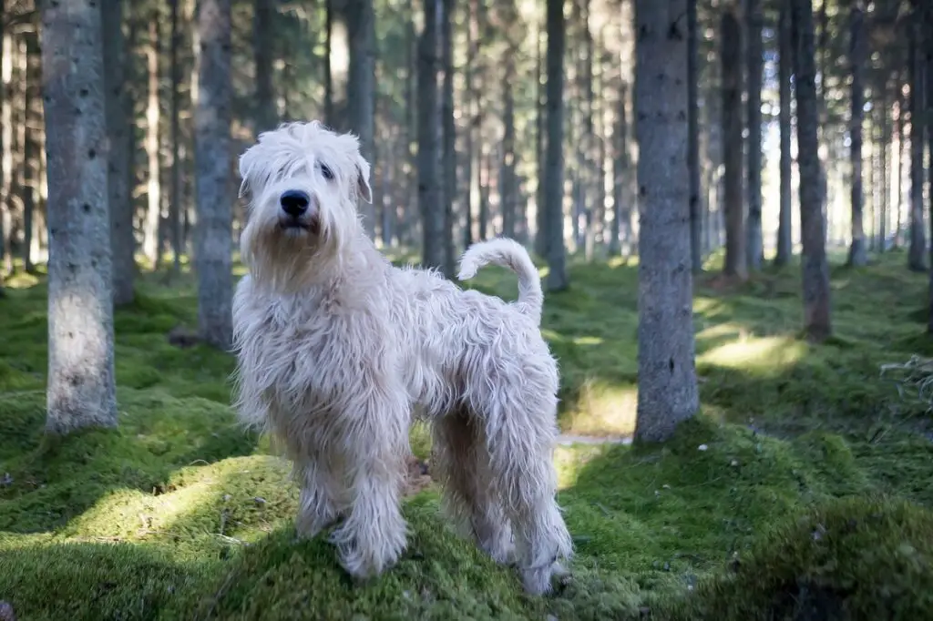 Hunde, die nicht viel haaren
