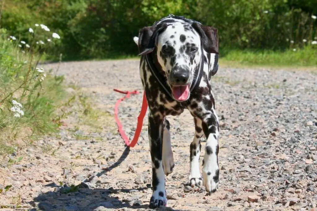 Hunde, die gerne wandern
