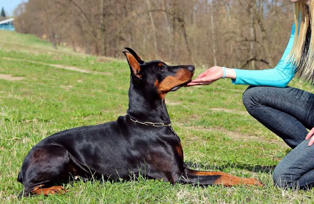 Hunde, die wie Rottweiler aussehen, es aber nicht sind
