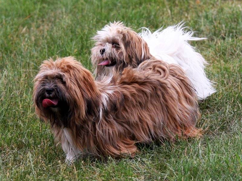 Hunde, die wie Shih Tzu aussehen