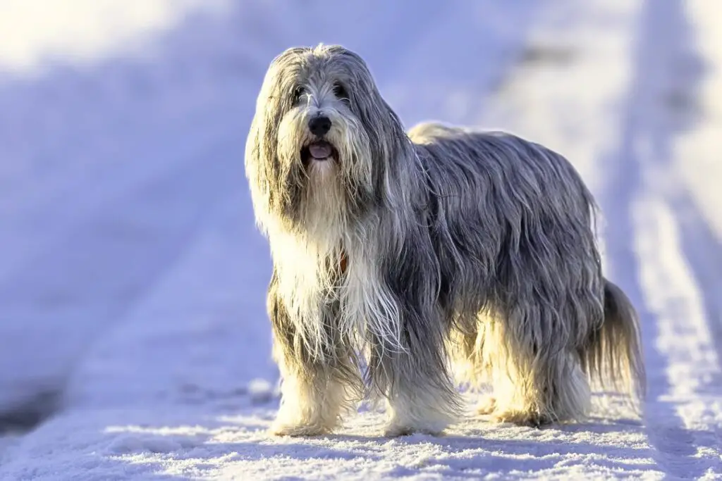 Hunde mit Bärten
