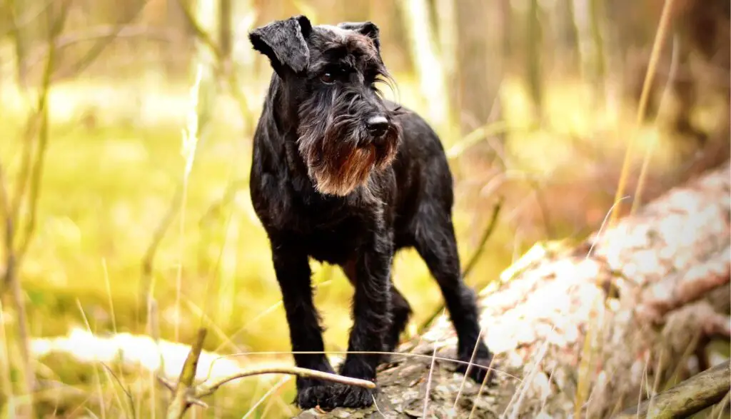 dogs with beards