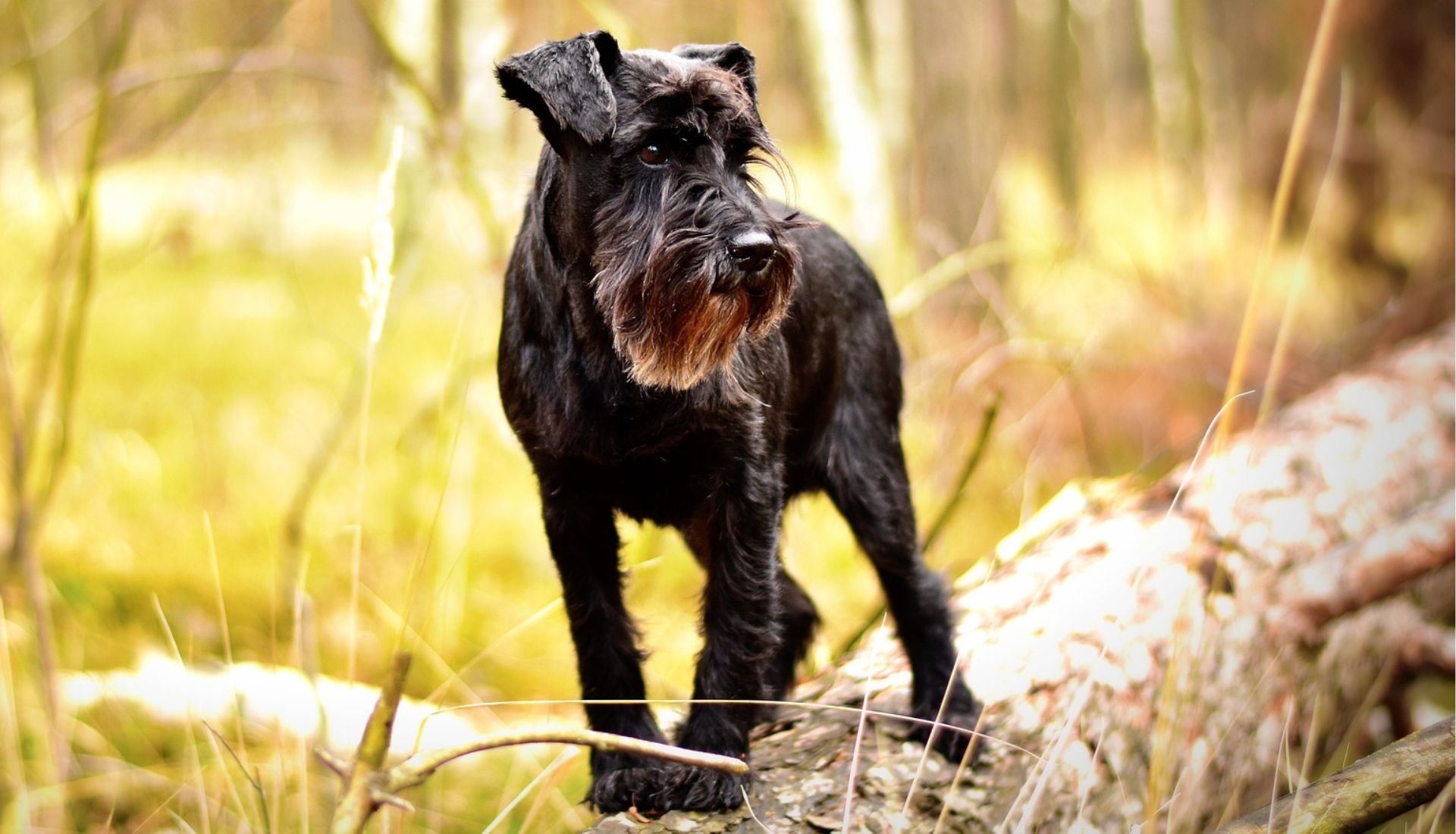 dogs with beards